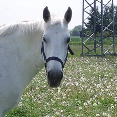 Anden særlig race Tiffany