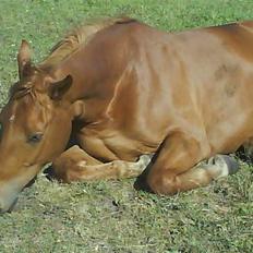 Dansk Varmblod Dane-Vangs Samigo †R.I.P†