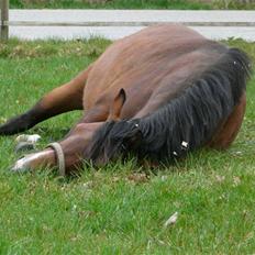 New Forest Agerboes Coco