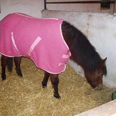 New Forest Agerboes Coco