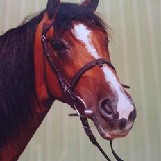 Shagya Araber (SH) Sagina (mouritzen)