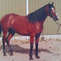 Shagya Araber (SH) Sagina (mouritzen)