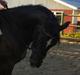 Welsh Cob (sec D) Tecno (solgt)