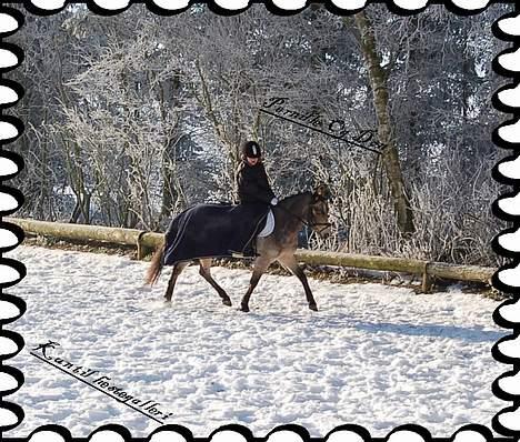 Welsh Pony af Cob-type (sec C) Rosengårdens Kasa solgt  billede 3