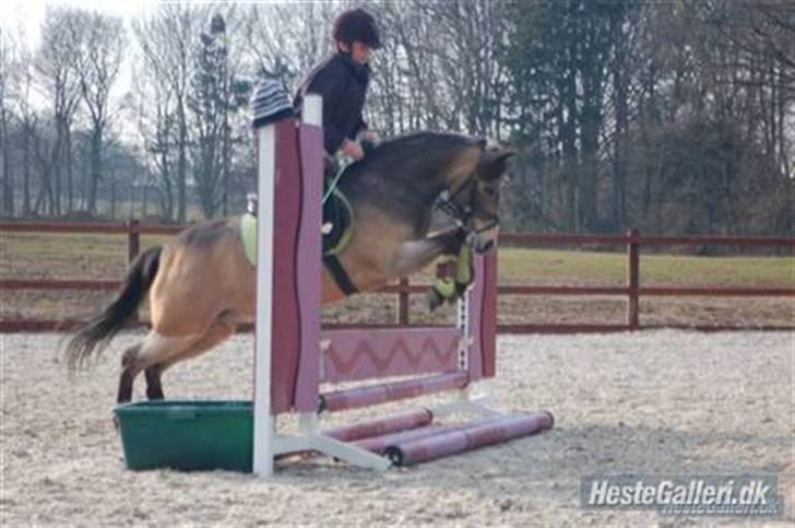 Welsh Pony af Cob-type (sec C) Rosengårdens Kasa solgt  billede 4