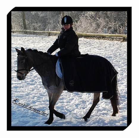 Welsh Pony af Cob-type (sec C) Rosengårdens Kasa solgt  billede 5