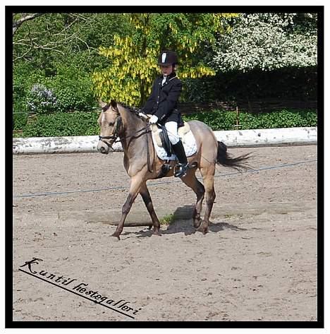 Welsh Pony af Cob-type (sec C) Rosengårdens Kasa solgt  billede 7