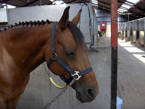 Anden særlig race Chablis*solgt* - ZzzzZ Sove Pony<3 billede 1