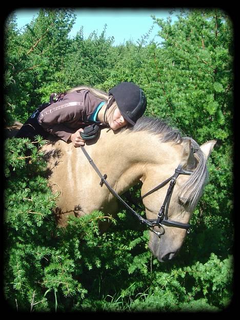 New Forest Balasjow - Solgt billede 1