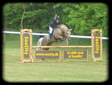 New Forest Balasjow - Solgt billede 2