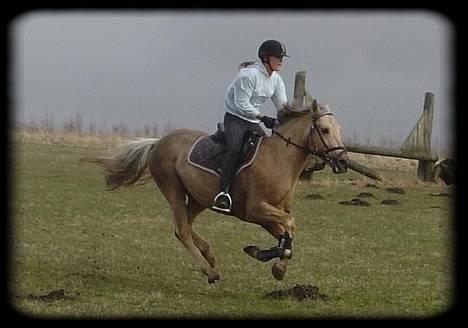 New Forest Balasjow - Solgt billede 3