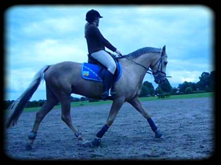 New Forest Balasjow - Solgt billede 7