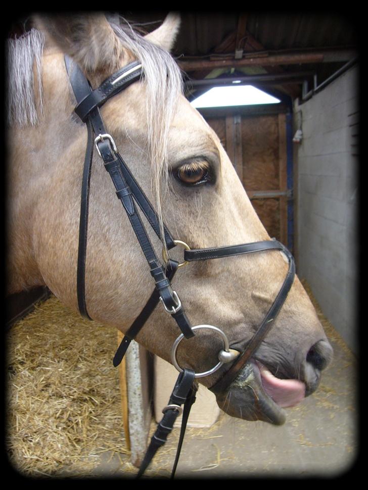 New Forest Balasjow - Solgt billede 8