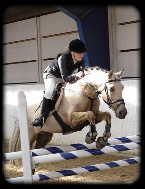 New Forest Balasjow - Solgt billede 11