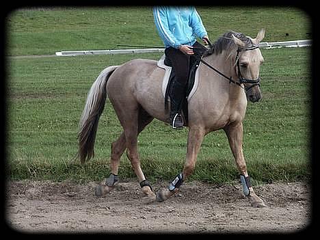 New Forest Balasjow - Solgt billede 12