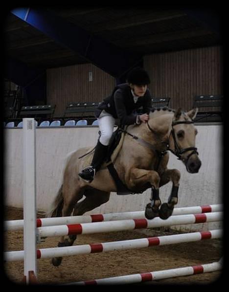 New Forest Balasjow - Solgt billede 15