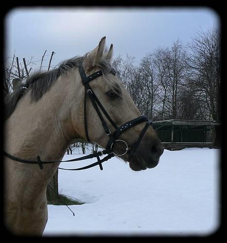 New Forest Balasjow - Solgt billede 16