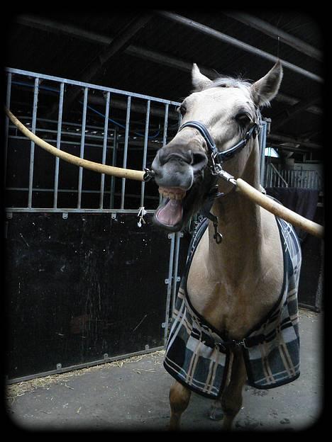 New Forest Balasjow - Solgt billede 17