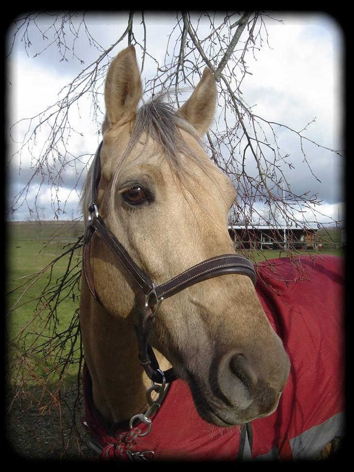 New Forest Balasjow - Solgt billede 20