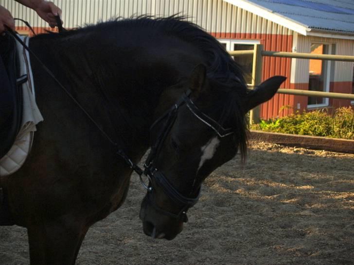 Welsh Cob (sec D) Tecno (solgt) billede 1