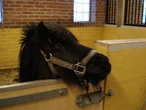 Shetlænder Jolly billede 11