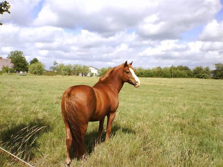 Anden særlig race Gejlgaards Buller (Video) - Buller billede 2