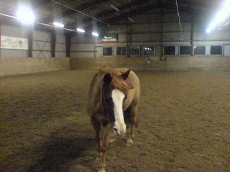 Anden særlig race Gejlgaards Buller (Video) - buller billede 3