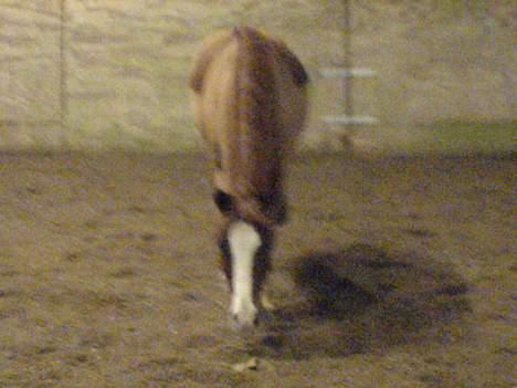 Anden særlig race Gejlgaards Buller (Video) - buller billede 4