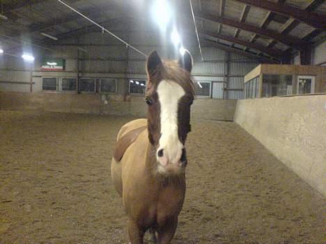 Anden særlig race Gejlgaards Buller (Video) - Buller billede 7