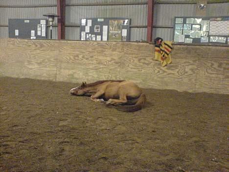 Anden særlig race Gejlgaards Buller (Video) - Buller billede 8