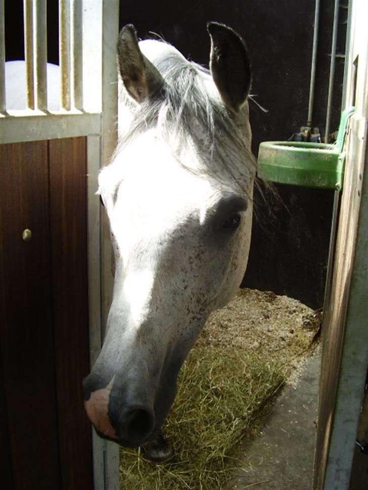 Hollandsk Sportspony Karim :) Solgt - Bimbim <3 Fotograf: Mig billede 15