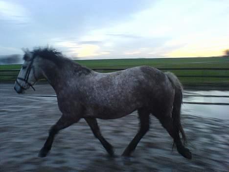 Anden særlig race Paddinqton - Lidt beskidt .. Men super flot krop :D billede 5