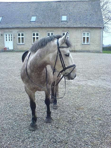 Anden særlig race Paddinqton - .. <3 billede 6