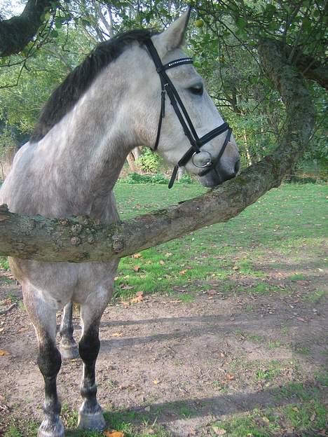 Anden særlig race Paddinqton - Mit bedste billede af ham ! :b - overvej liqe hvor smuk oq lækker han er !! billede 7