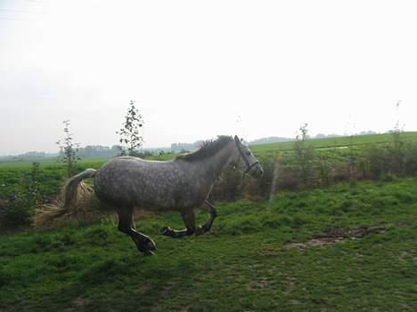 Anden særlig race Paddinqton - i en hurtig! galop ..  billede 8