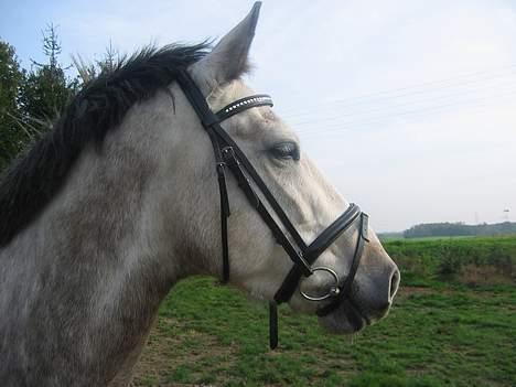 Anden særlig race Paddinqton - forstår hvis i er misundelige ! :D hehe , billede 9