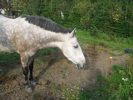 Anden særlig race Paddinqton - .. <3 billede 10