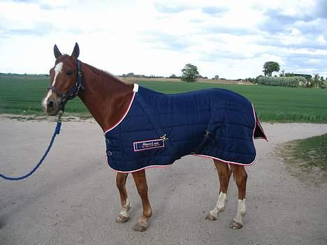 Anden særlig race Ølfert, solgt - Ølle med sit nye fine dækken :P billede 2