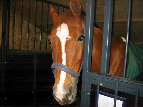 Anden særlig race Ølfert, solgt - Ølle den lille bisse :b billede 3