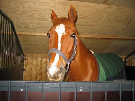 Anden særlig race Ølfert, solgt - Ølle Bølle igen.. billede 4