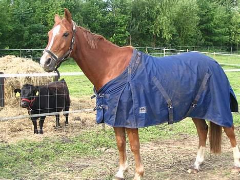 Anden særlig race Ølfert, solgt - Ølle på folden, da jeg lige havde fået ham.. billede 6