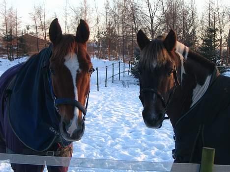 Anden særlig race Ølfert, solgt - Ølle og Bella i sneen <3 billede 7