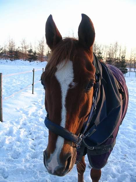 Anden særlig race Ølfert, solgt - Ølle i sneen :) billede 8