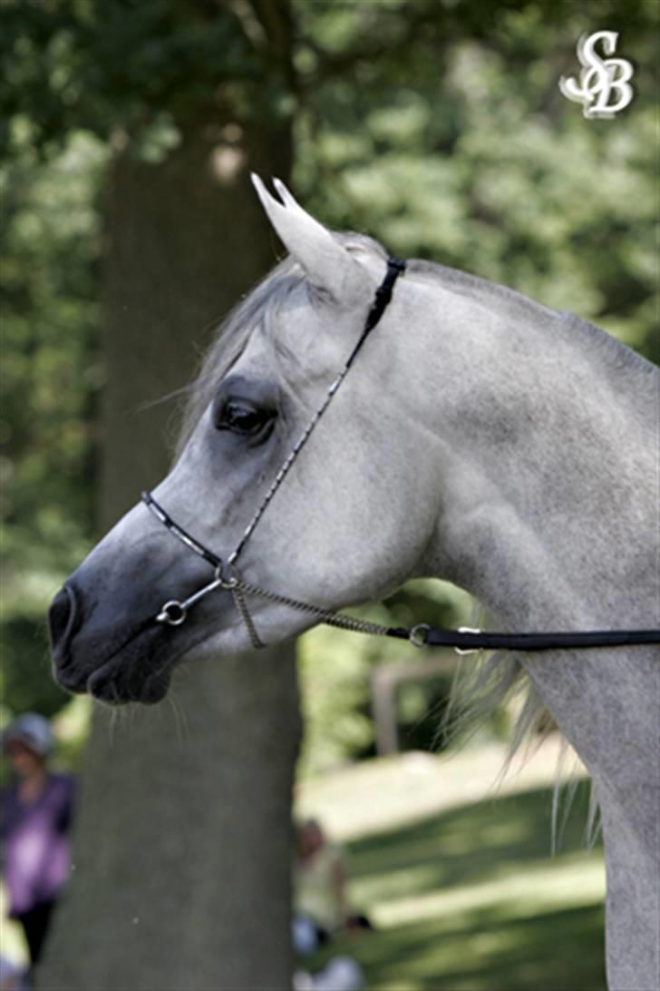 Arabisk fuldblod (OX) WML Wahed (Scid/CA - fri) - WML Wahed Blommeröd Sverige TOP 3 88.33p.Guldmedalje 2008 billede 13