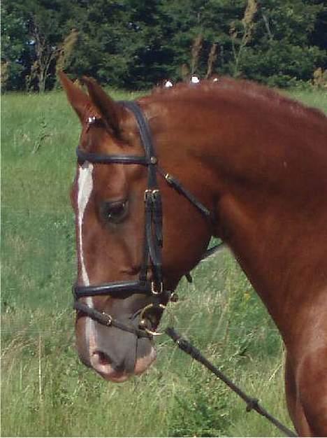 Frederiksborg Ramir - Ramir træner til Brahetrollebog skuet. billede 1