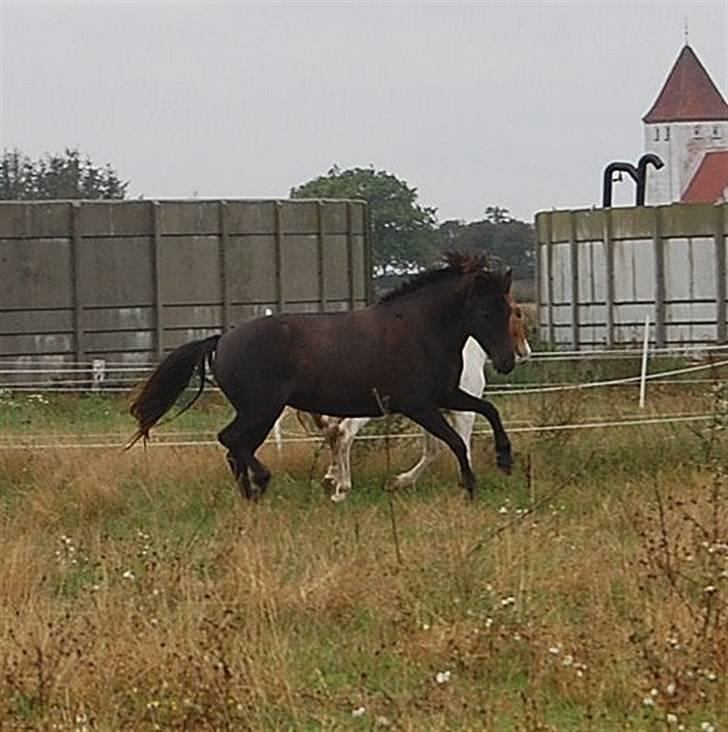 Islænder Rán - elsker at løbe..;-) billede 1
