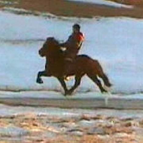 Islænder Rán - et rigtig pænt løft..og dejligt sind..og kan rides af os nomale rytter..sådanne en hest man man har..;-) billede 4