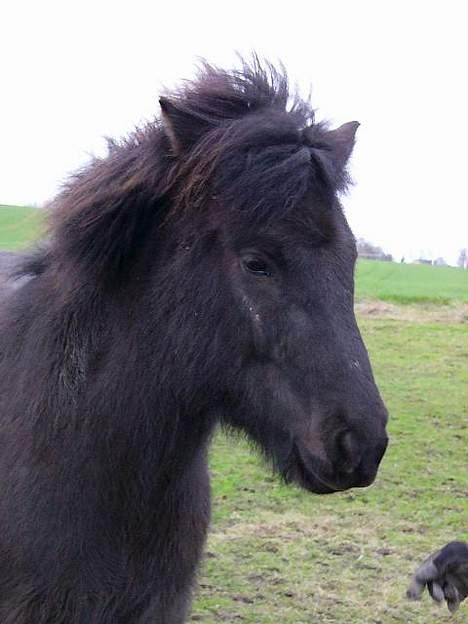Islænder Rán - ja, her er hun så landet i DK...og stadig rigtig dejlig...vi er maget glade for hende billede 5