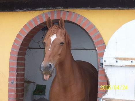 Dansk Varmblod Sille *R.I.P.* billede 8