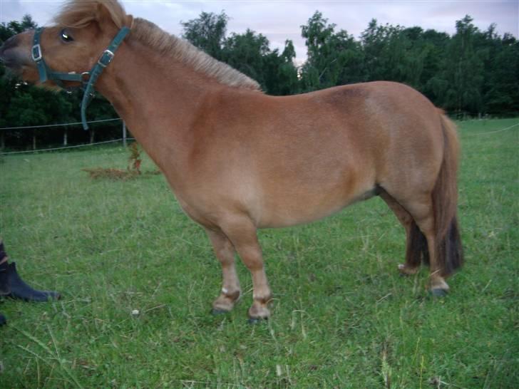 Miniature Bella *SOLGT - Bella <3 (Kig alle billederne igennem, inden i bedømmer :D )  billede 1